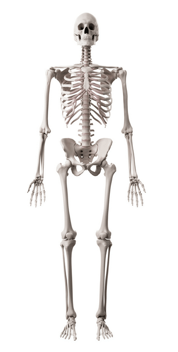 Human skeleton in standing
