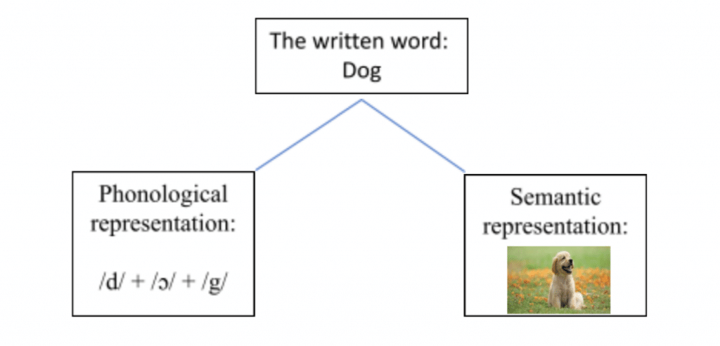 example of semantic versus phonological association